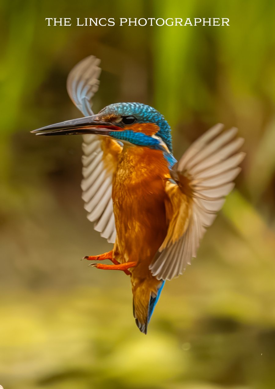 Kingfisher print (Limited edition of 10)