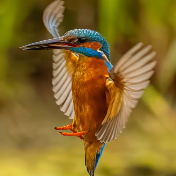 Kingfisher print (Limited edition of 10)