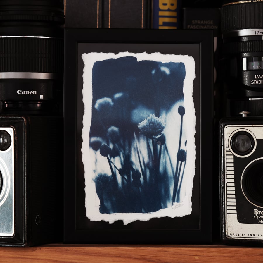 Botanical Cyanotype Photo Print in 12 x 17cm frame. O.O.A.K