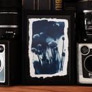 Botanical Cyanotype Photo Print in 12 x 17cm frame. O.O.A.K