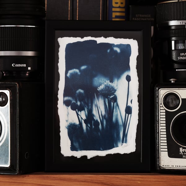 Botanical Cyanotype Photo Print in 12 x 17cm frame. O.O.A.K