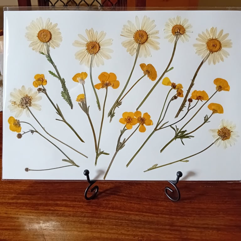 Handmade. Pressed daisies and buttercups. Original Design. Signed. A4 size.