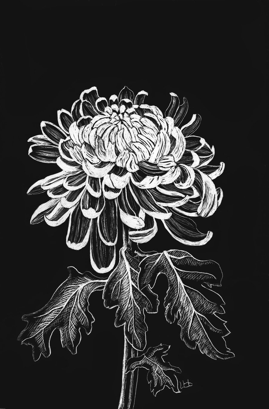 Chrysanthemum black and white scraperboard illustration 15.2 by 23cm