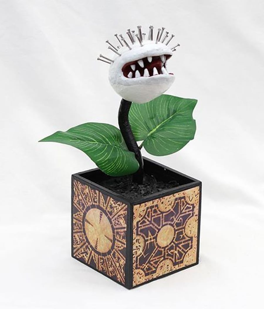 Pin Head Plant