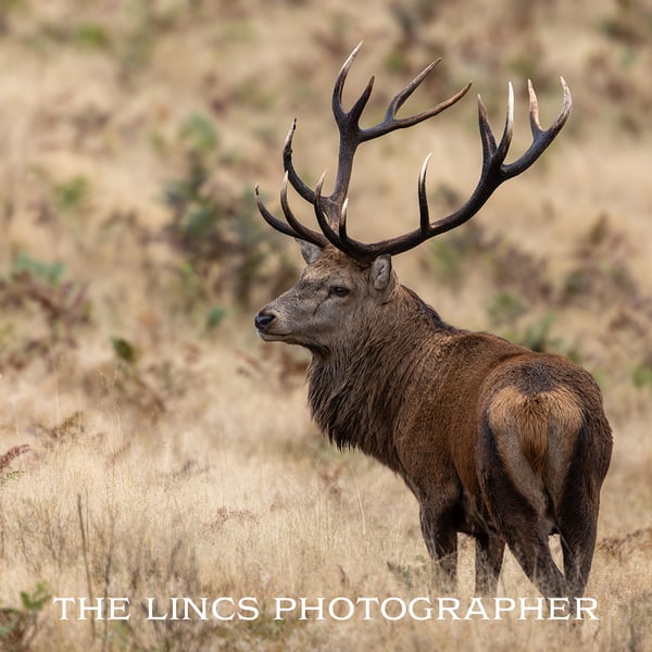 Red Stag print (Limited edition of 10)