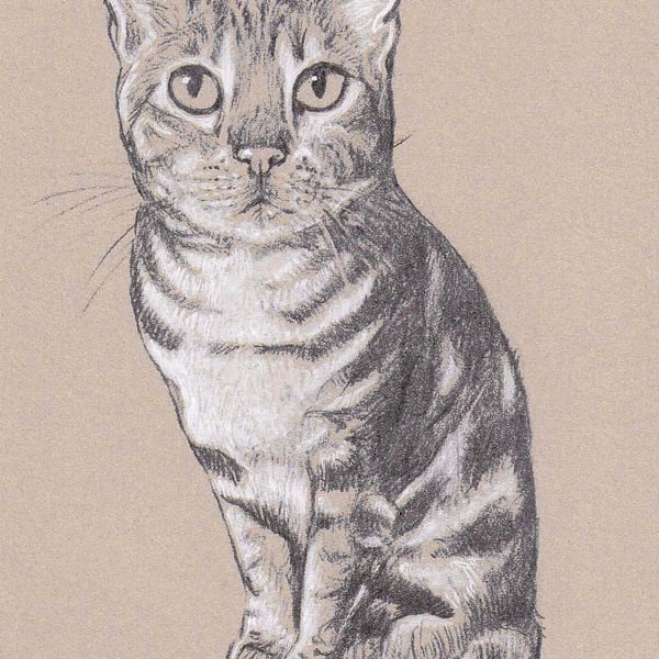 Pet Portrait Print - Highlighted, Bespoke Illustration.