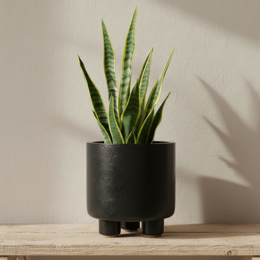 Large Black Three-Foot Plant Pot 15 cm