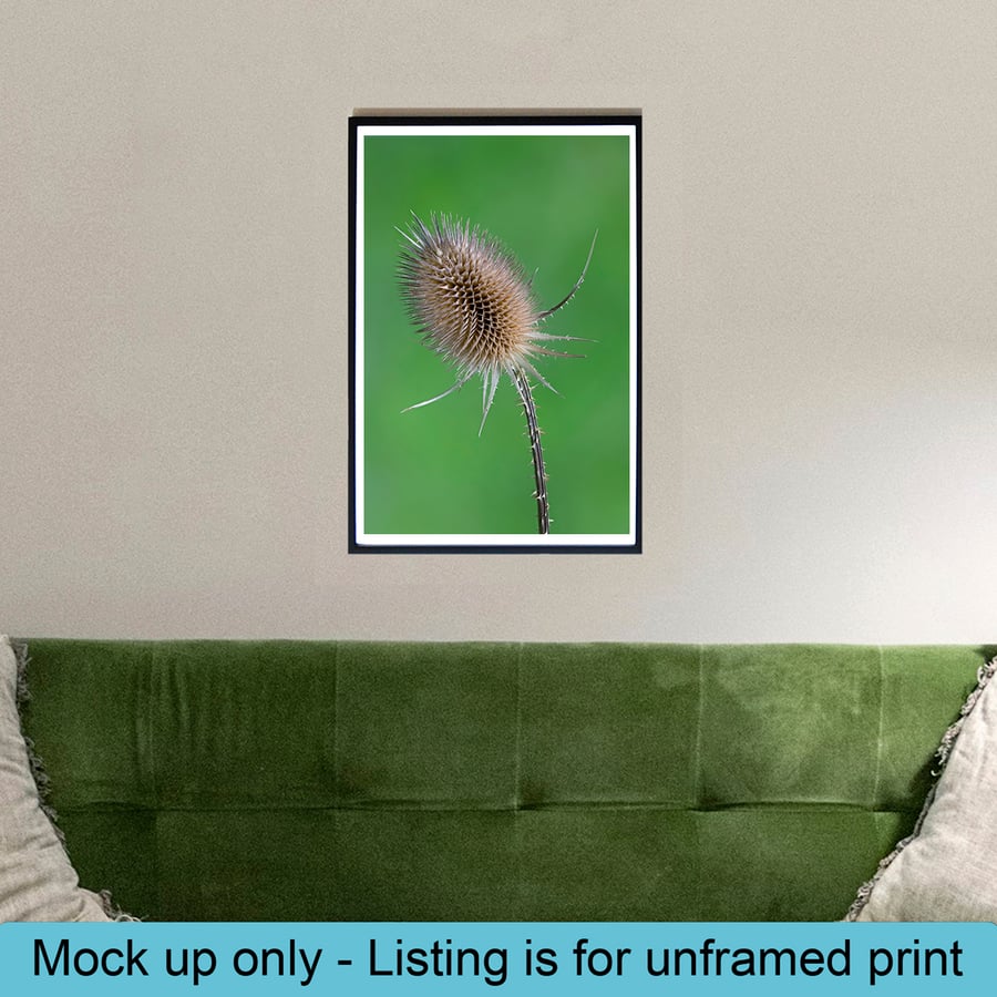 Teasel head macro print