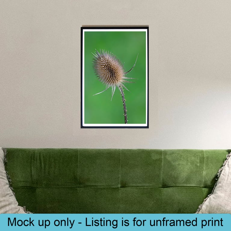 Teasel head macro print
