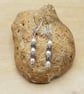 Fresh water pearl earrings. June Birthstone. Reiki charged - Image 1