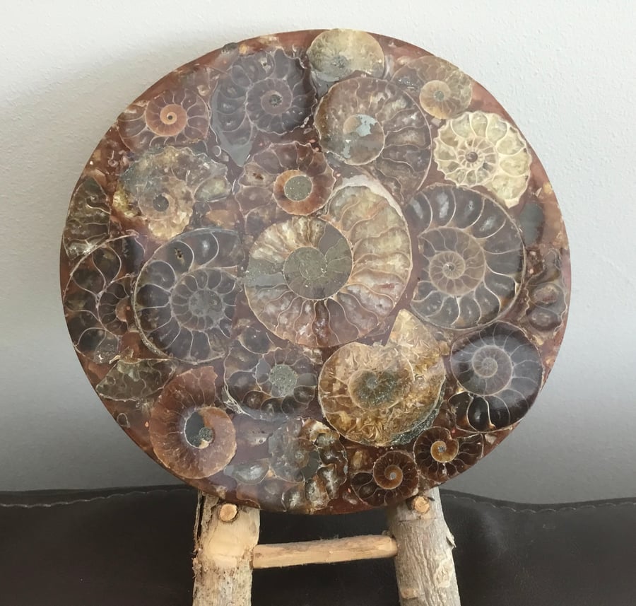 Ammonites Abound! Amazing Ammonite Fossil Ornamental Plate.