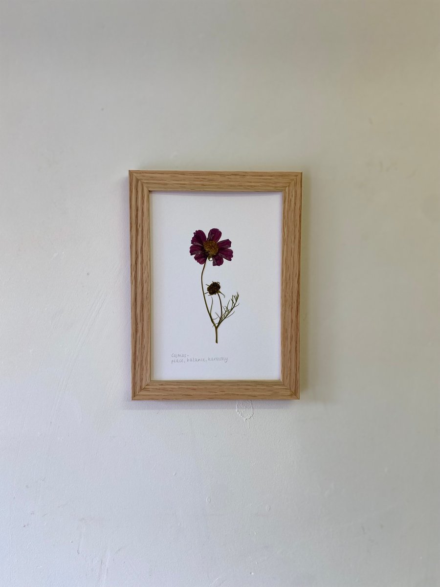 Pressed Cosmos flower - A5