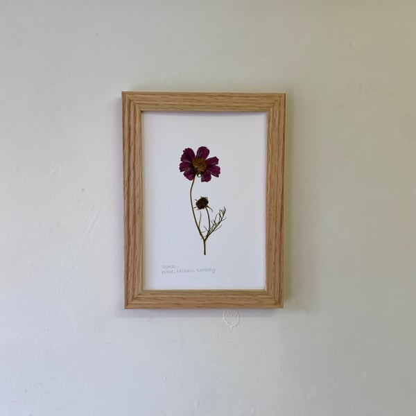 Pressed Cosmos flower - A5