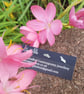 Bat Ear Studs - Image 4
