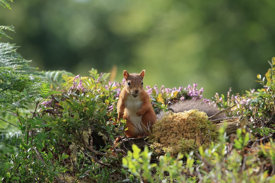 Red Squirrel in Scotland 12"x8" photography print