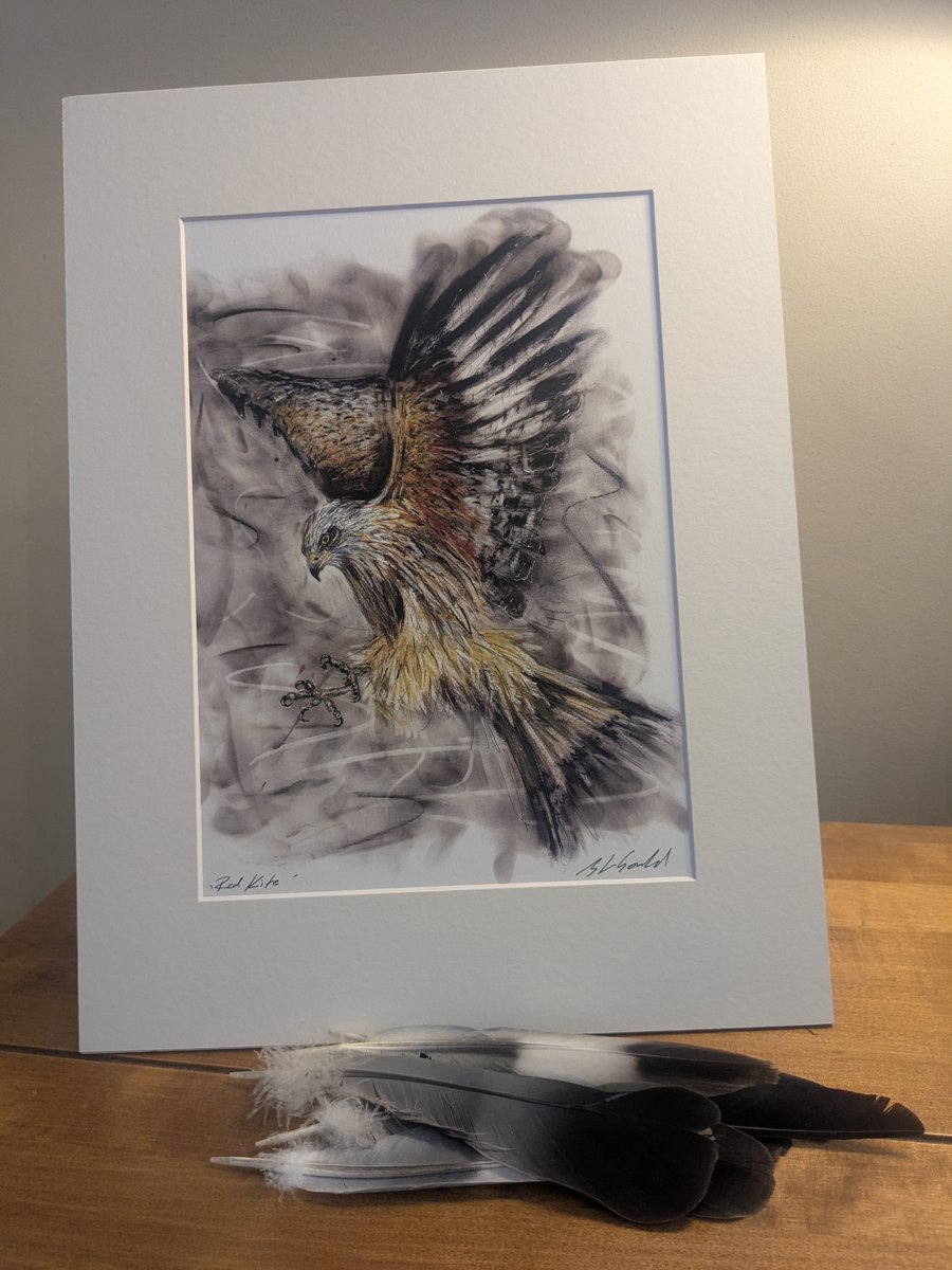 Red Kite, an A4 or A3 print of an original painting