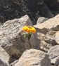Handmade Everlasting Sunflower – Single Stem - Image 3