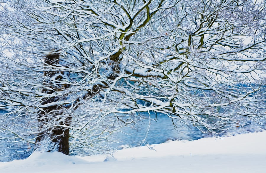 Snowy winter snow snow-covered bare branches trees gift for nature lovers 
