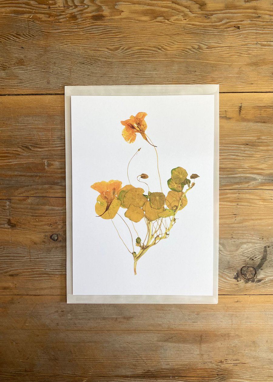 Nasturtium flower art print - Folksy