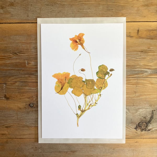 Nasturtium flower art print