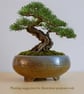 Handmade Round Planter 16.5cm for Cacti, Succulents or as a Shohin Komono Bonsai