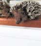 Two Little Hedgehogs - Image 2