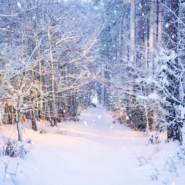 Shouldham Woods Snow Norfolk Christmas Greeting Card A5