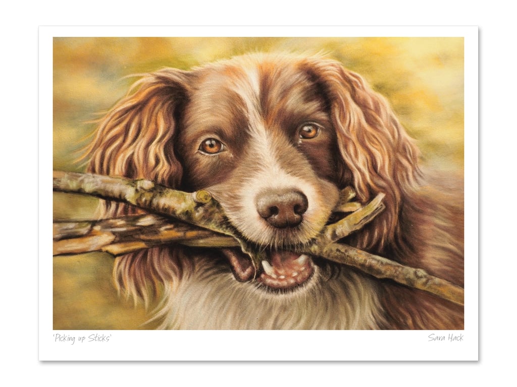Happy Spaniel pastel, Giclée unframed open edition print ,'Picking up Sticks'