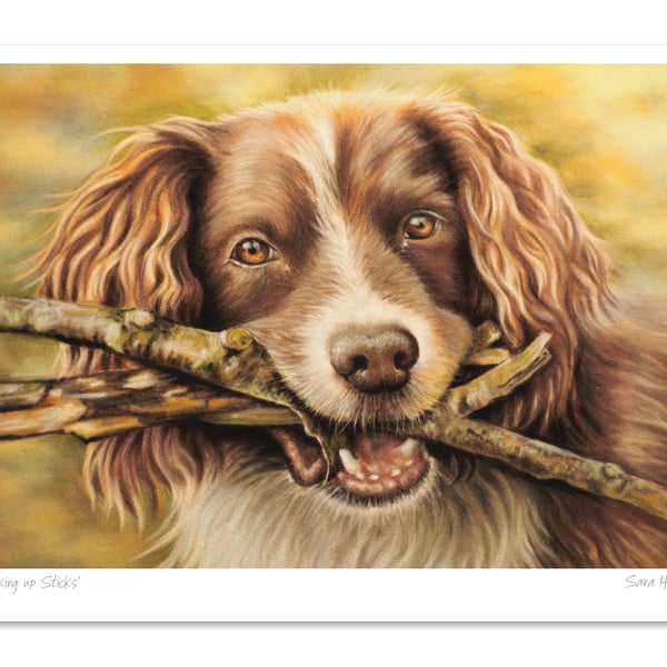 Happy Spaniel pastel, Giclée unframed open edition print ,'Picking up Sticks'