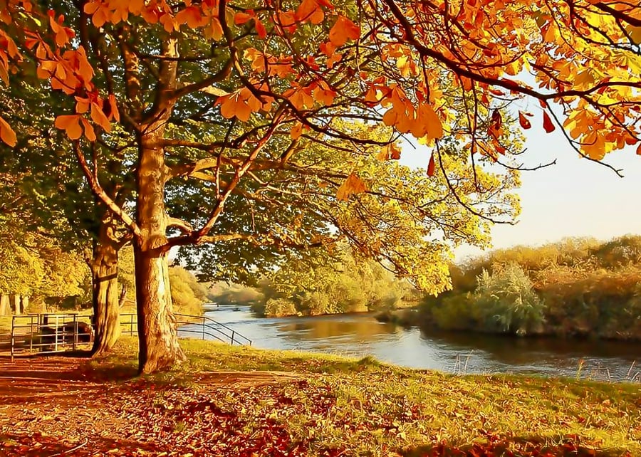 Autumn by the River Trent Nottingham - Photographic Print Greetings Card