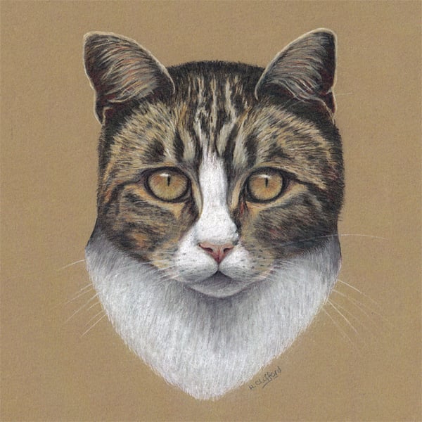 Tabby Cat Fine Art Print