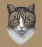 Tabby Cat Fine Art Print - Image 1