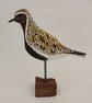 Golden plover - Image 2