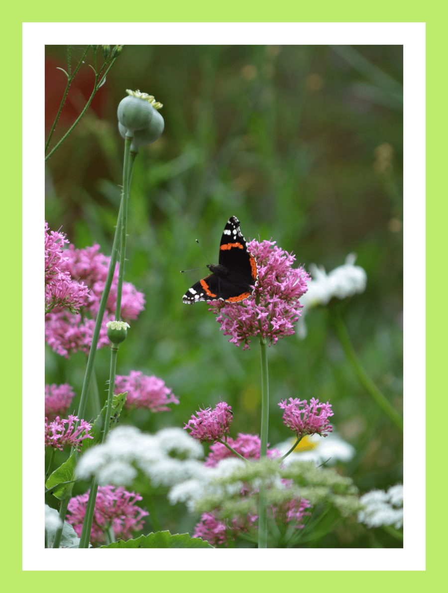 A5 Greeting Card Butterfly in The Garden 