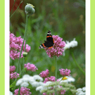 A5 Greeting Card Butterfly in The Garden 