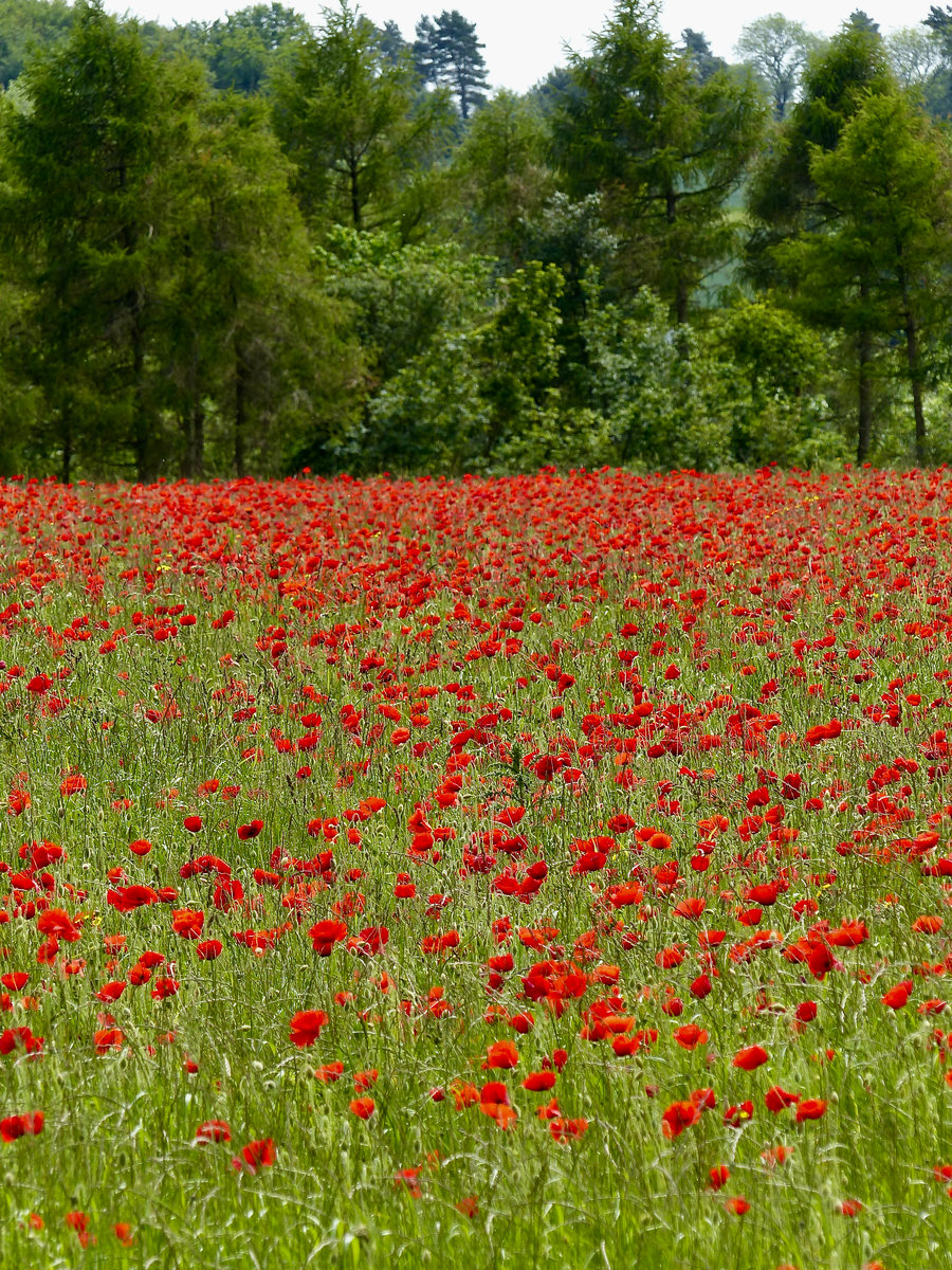 Poppy Field