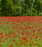 Poppy Field - Image 1