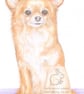 Polly the Chihuahua - Blank Card - Image 2