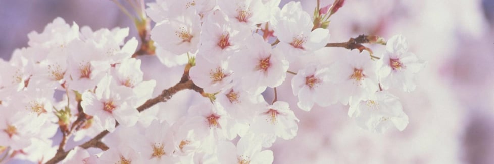 Leahs Paper Memories