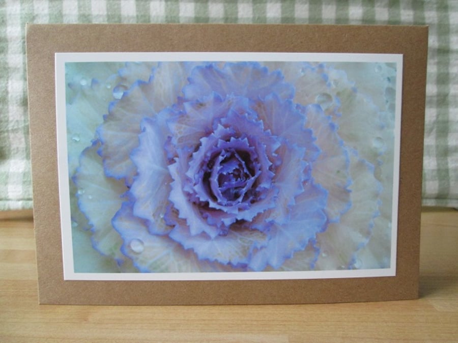 Ornamental Cabbage Greetings Card