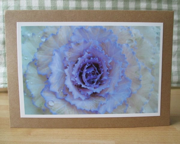 Ornamental Cabbage Greetings Card