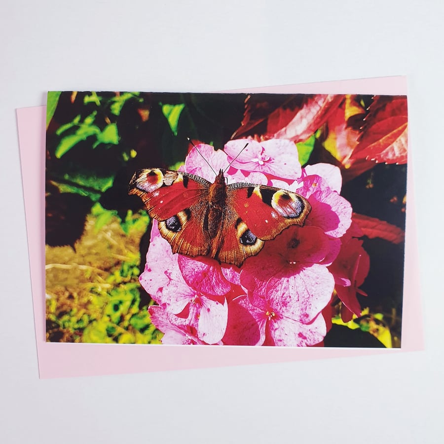 Peacock Butterfly Photography Note Card, Greeting Card, Blank with Envelope, A6