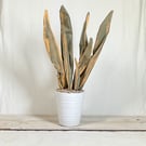 Fabric house plant. Easy care house plant. Artificial houseplant ornament. House