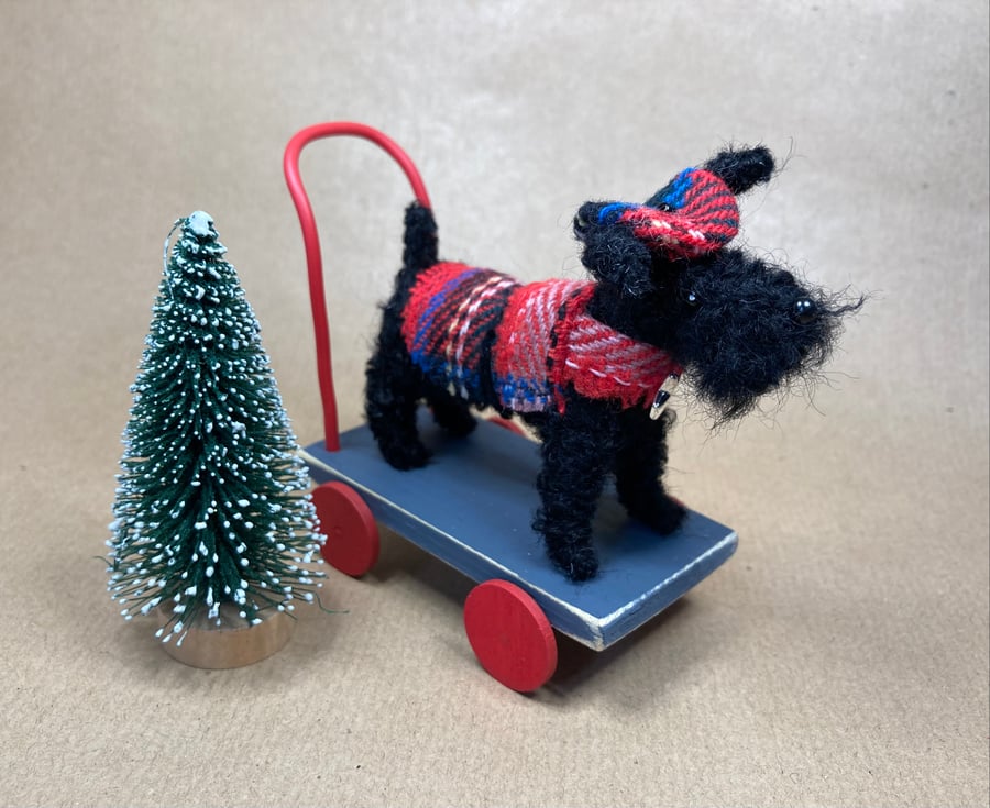 Angus the Highland Scotty