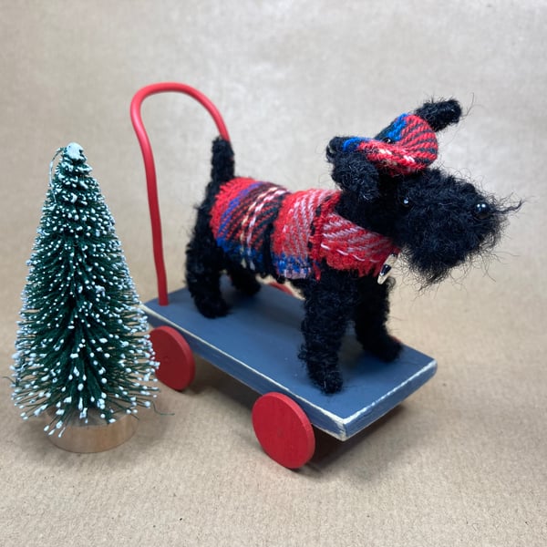 Angus the Highland Scotty