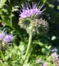 Floral art, Botanical art in Traditional Cyanotype, Wildflower gift, Wall art. - Image 6