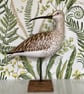 Curlew looking back - Image 1