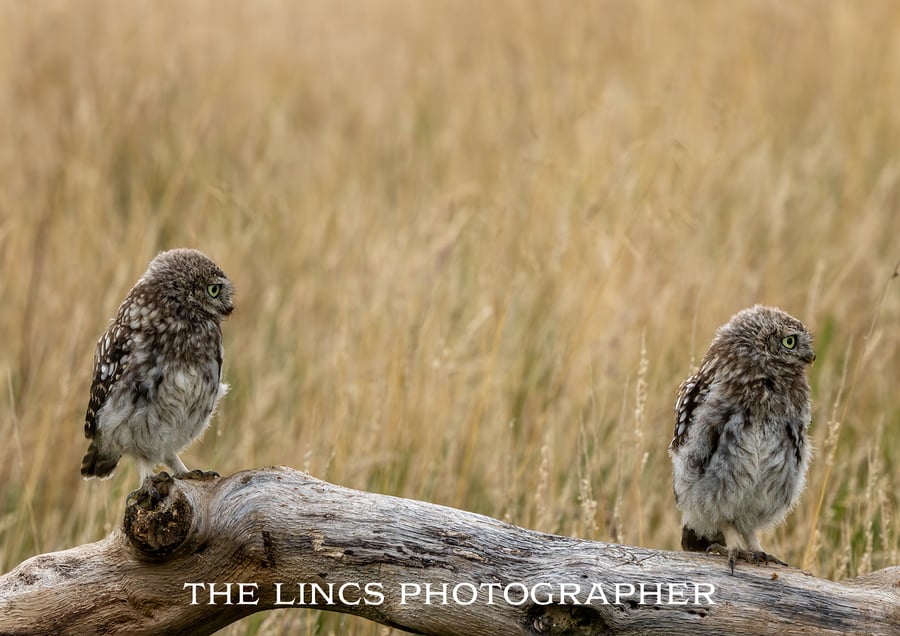 Pair of Little Owls print (Limited edition of 10)