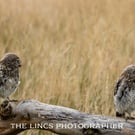 Pair of Little Owls print (Limited edition of 10)