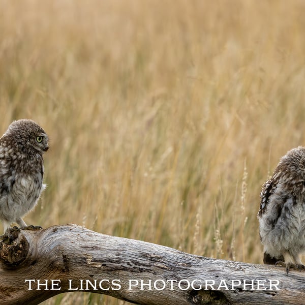 Pair of Little Owls print (Limited edition of 10)